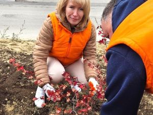 К 100-летию золотодобывающей промышленности в Якутске посадили 100 саженцев