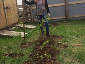 В Тулагино - Кильдямском наслеге проведена акция «Посади дерево» 