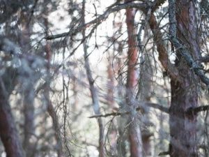 В Якутии воздушное судно совершило вынужденную посадку в лесу