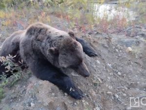 Три медведя забрели в поселок Черский. Одного из них убили
