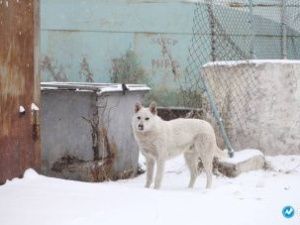 Рассмотрение поправок к федеральному закону об ответственном обращении с животными в Ил Тумэне перенесли на следующее заседание