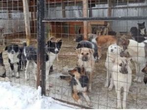 Департамент ветеринарии РС(Я): Больные бруцеллезом животные подлежат направлению на умерщвление