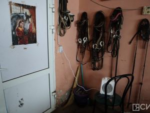 Лошади клуба «Золотая подкова» в Мархе могут не пережить эту зиму