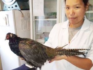 Ветеринары Нюрбы оказали помощь необычному пациенту — фазану