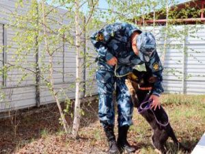 Новые щенки готовятся к службе