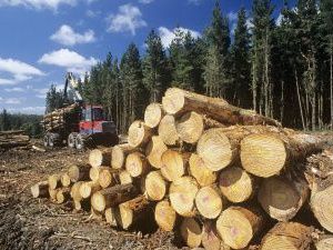 Китайцы котрабандисты пойдут под суд