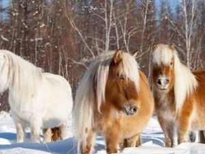 Ученые выяснили, как якутские лошади приспособились к северному климату