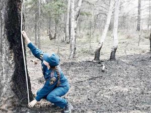Пожароопасный сезон в Якутске: штрафы до 800 000 рублей, уголовная ответственность и награда за информацию о виновных в возникновении лесных пожаров