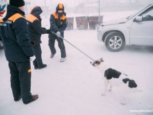 В Якутске отловлено 337 собак