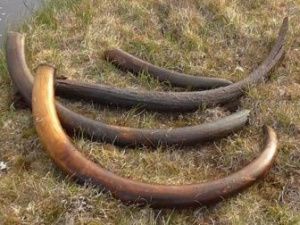 Бивневая лихорадка:  чужих сюда не пускают