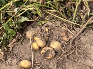 Россельхознадзор РС(Я) зафиксировал превышения пестицидов и нитратов в местных овощах