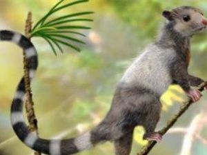 В Якутии нашли новый вид млекопитающих мезозоя. Они могли перелетать с дерева на дерево