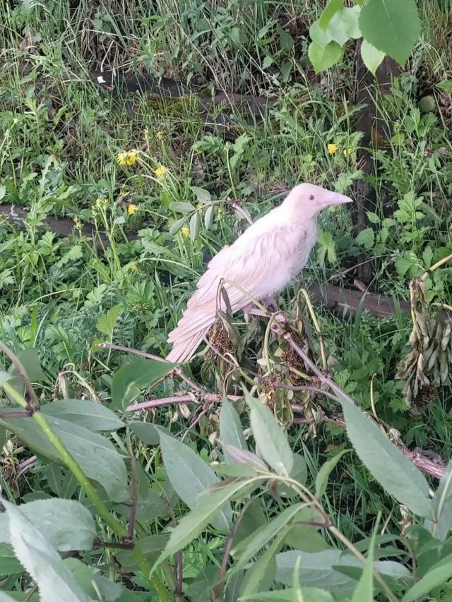 В селе Нюя Ленского района была замечена белая ворона