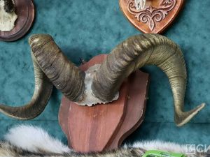 В Якутске открылась выставка трофеев «Охота и охотничьи традиции»