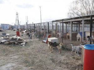 Пункт передержки безнадзорных животных Якутска: «Животные содержатся в тепле и чистоте, в разных помещениях»