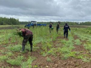 В Якутии волонтёры помогли полицейским скосить более гектара конопли