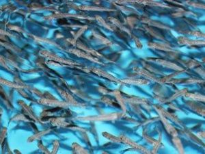 В Якутии в реки выпущено более 28 миллионов личинок сиговых рыб