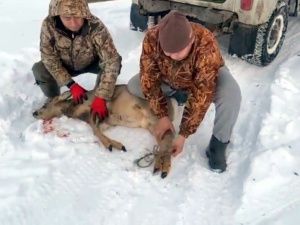 Госинспекторы экологического надзора спасли косулю в Чурапчинском районе