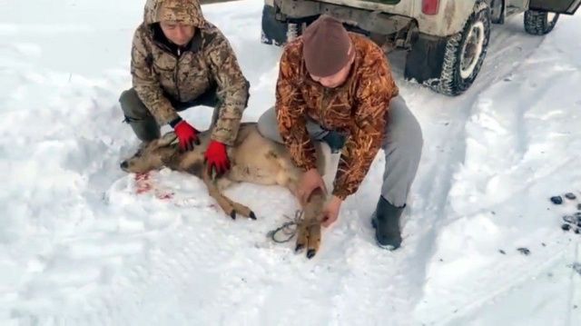 Госинспекторы экологического надзора спасли косулю в Чурапчинском районе