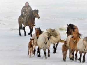 Айсен Николаев поздравляет с Днём коневода-табунщика!