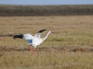 В Якутии будет создан национальный парк «Кыталык»