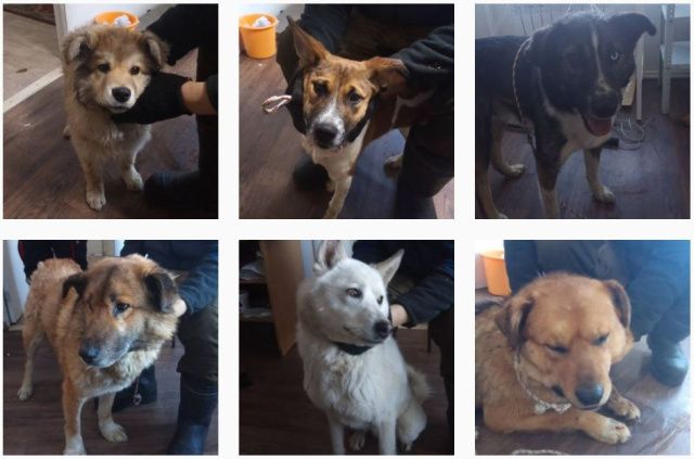 В Пункте передержки безнадзорных животных г. Якутска содержится 297 собак