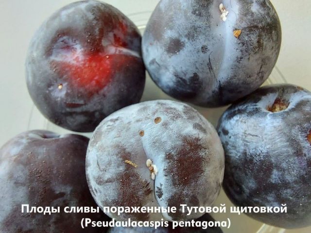 В Якутии выявлены зараженные сливы и цветы