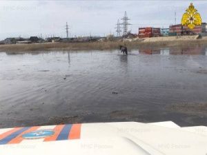 Спасатели вывели лошадь с затопляемого острова на Зеленом лугу