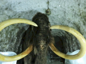 В Якутии определят место строительства Всемирного центра мамонта