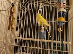 Школьник из Якутии удивил зрителей федерального телеканала своим талантом имитировать голоса птиц