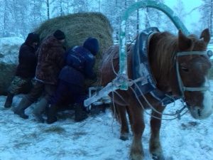 В Якутии на Рождество учителя заменили скотников и доярок