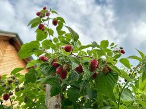 Жительница Сунтарского района разбила на своём участке малиновую плантацию
