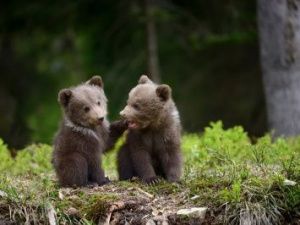В Нюрбинском улусе трое медвежат пытались удержаться на тонкой березе, увы... Видео