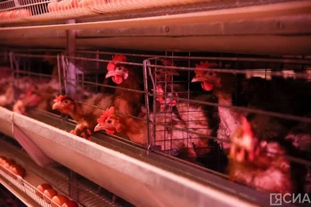 Руководителя птицефабрики привлекли кт ответственности