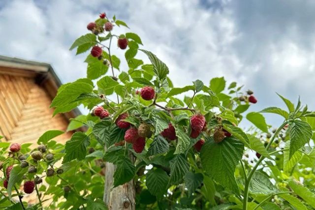 Жительница Сунтарского района разбила на своём участке малиновую плантацию