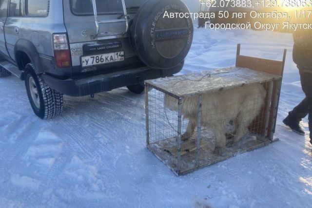 Хозяйский алабай на самовыгуле укусил девятилетнего ребенка в Якутске