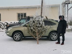 «Пышные или миниатюрные»: в Якутске началась продажа живых елей и сосен к Новому году
