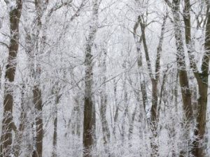 В Оймяконском районе пройдет фестиваль «Полюс холода — 2026»