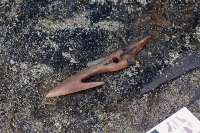 Уникальные археологические находки якутских учёных на острове Четырехстолбовом: древний гарпун IX века и тайны морских арктических китобоев