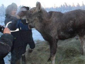 Лося из Верхоянского района выпустят на волю. Животное хотели отдать в зоопарк