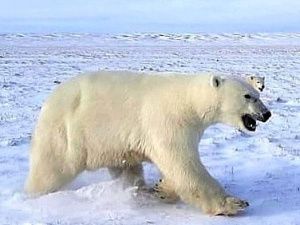 «Это большая редкость в природе». В Якутии замечена белая медведица сразу с тремя медвежатами