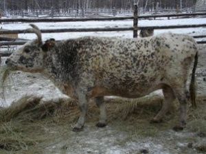 В Якутии корова убила мужчину: Новые подробности