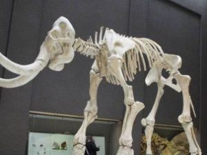 Ученые придумали, где будут жить мамонты в случае возрождения вида