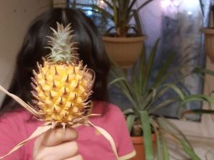 В Якутске агроном-любитель выращивает на подоконнике ананасы