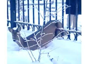 В Якутск забрела косуля и застряла в ограде