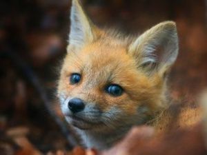 Пирожок будешь? Лисёнок ходит «столоваться» к жителю Якутии