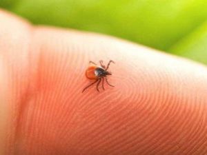 В Якутии зарегистрировано 262 случая укуса клещами людей