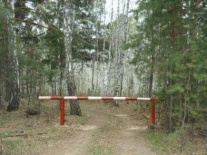 Рослесхоз поручил регионам Южного, Северо-Кавказского и Дальневосточного округов вовремя открыть пожароопасный сезон