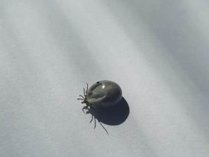 В Якутии зарегистрировано 355 случаев укусов клещами