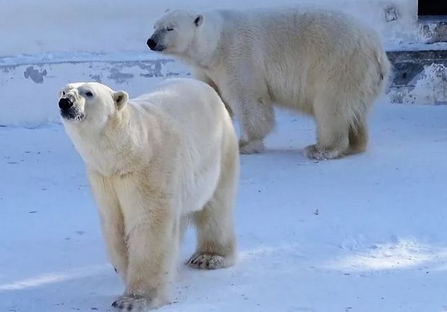 В Якутске белых хозяев Арктики угостят мороженым